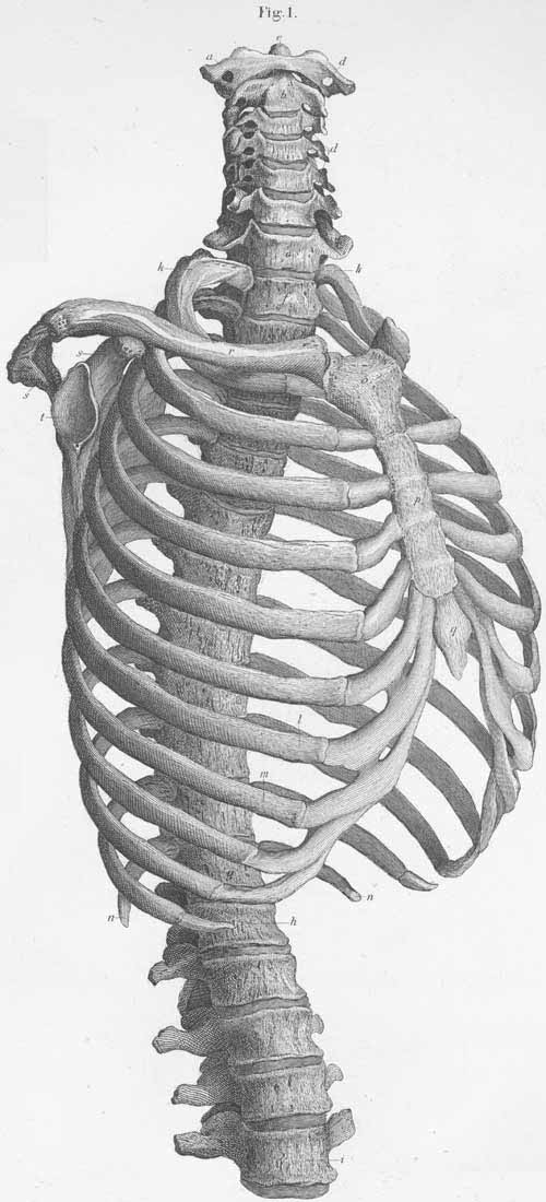 The vertebrae of the thorax.