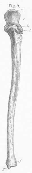 The left ulna seen from the volar surface