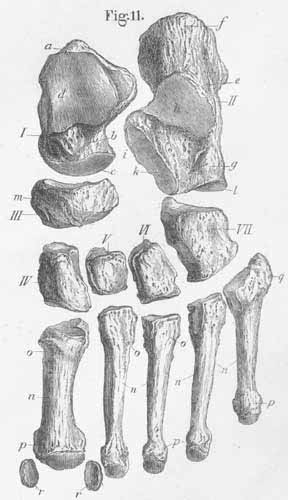 The ossa tarsi and metahtarsi, 
  of the left foot, from the ventral or plantar surface.
