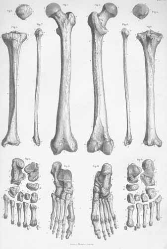 Plate 6: Bones of the lower limb.