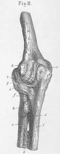 The ligaments of the left elbow joint, seen from behind