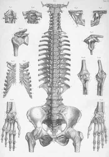 Plate 7: Ligaments of the head, vertebral column, pelvis, and upper limb