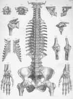 Plate 7: Ligaments of the head, vertebral column, pelvis, and upper limb.