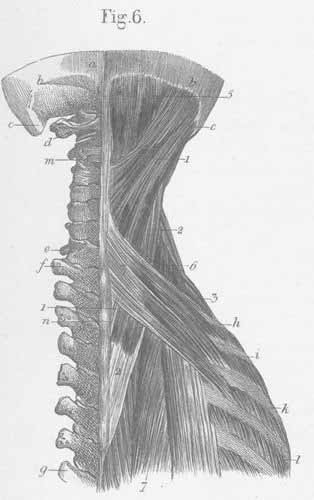 Middle of the nape of the neck