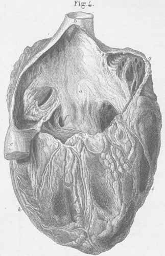 The heart seen from the right side with opened right vestibule