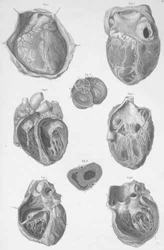 Plate 16: Heart and its openings.