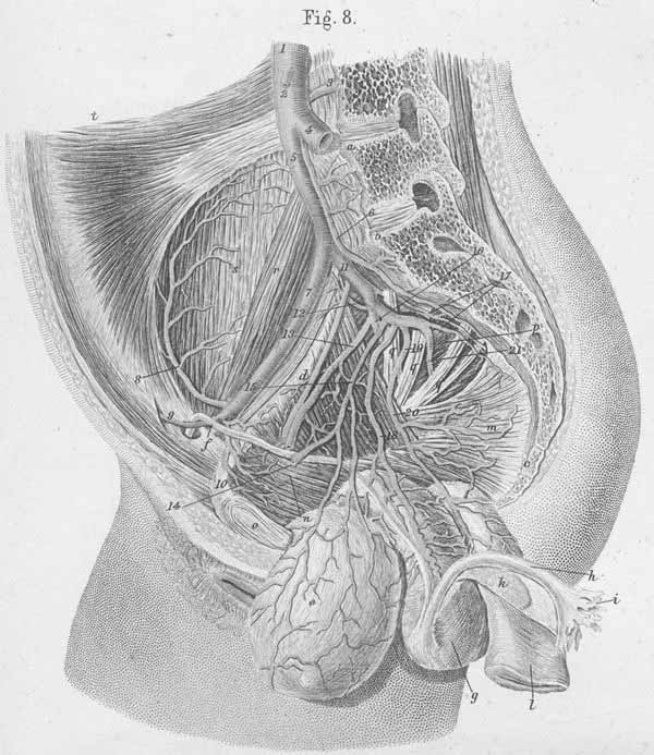Pelvic arteries in women.