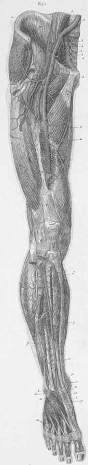 Arteries of the anterior surface of the thigh, leg, and the foot