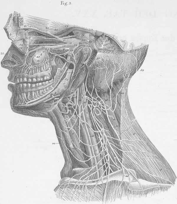 Deep nerves of the head and neck (left side)