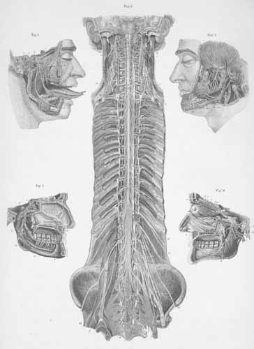 Plate 26: The nerves of the head and the origin of spinal (cord) nerves.