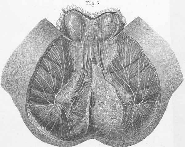 Nerves of the perineum and the male genitalia