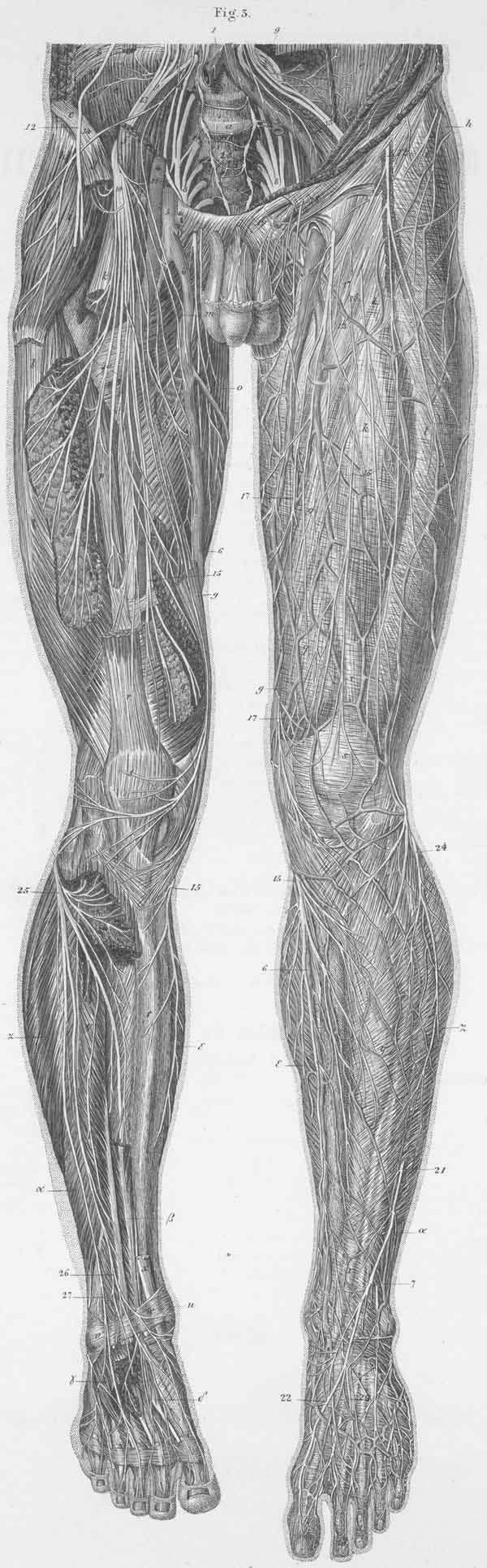 Skin and muscle nerves of the anterior surface of the left leg