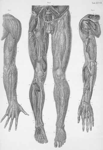 Plate 28: Nerves of the dorsal surface of the upper limb and of the anterior surface of the lower limb.
