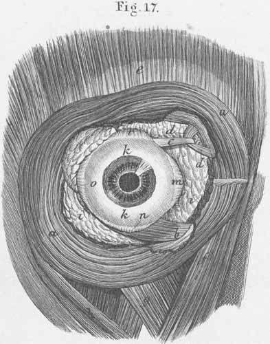 The outer and inner muscles of the (right) eye