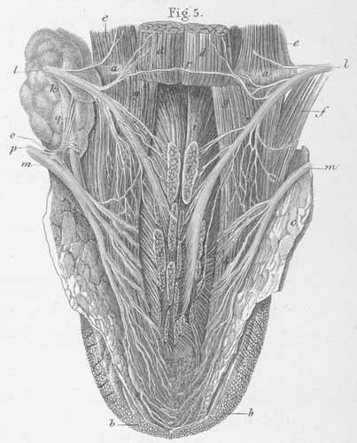 The inferior surface of the tongue with its muscles and nerves